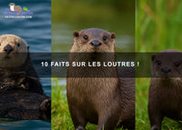 Quelques faits sur les loutres