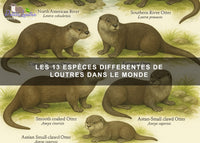 Les 13 espèces différentes de loutres dans le monde