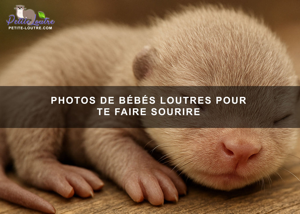 Photos de bébés loutre pour te faire sourire