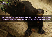 Les loutres des Galápagos : à la découverte d'une espèce unique en danger d'extinction