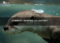 Comment respire la loutre ?
