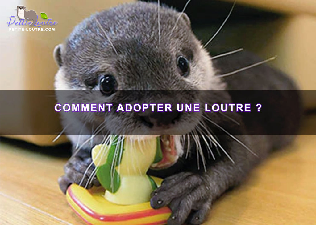 Comment adopter une loutre ?