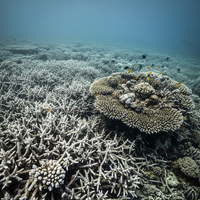 Effondrement du corail : la double peine du réchauffement... - https://petite-loutre.com/