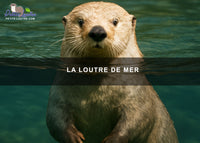 La loutre de mer