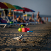 La Sterne arctique ne peut plus nicher sur les plages tou... - https://petite-loutre.com/