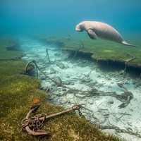 Le Dugong meurt de faim quand les ancres arrachent les he... - https://petite-loutre.com/