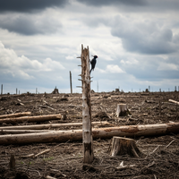Le Pic noir disparaît quand vous éliminez les arbres morts - https://petite-loutre.com/