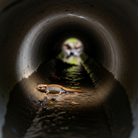 Le Triton crêté meurt dans les passages busés sous les ro... - https://petite-loutre.com/