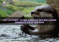 Les loutres et leur impact sur le tourisme : Guide complet des meilleurs endroits pour les voir