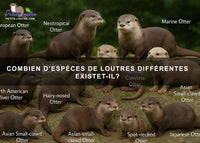 Combien d'espèces de loutres différentes existe t-il?