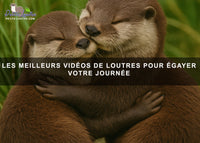 Les meilleures vidéos de loutres pour égayer votre journée