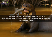 Les loutres des Galápagos : à la découverte d'une espèce unique en danger d'extinction