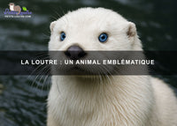 La loutre : un animal emblématique