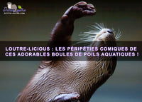 Loutre-licious : Les péripéties comiques de ces adorables boules de poils aquatiques !