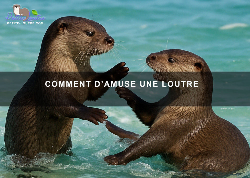 Comment s'amuse une loutre ?