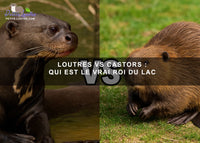 Loutres Vs Castors: Qui est le Vrai Roi du Lac