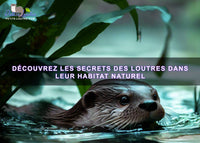 Découvrez les secrets de l'observation des loutres dans leur habitat naturel