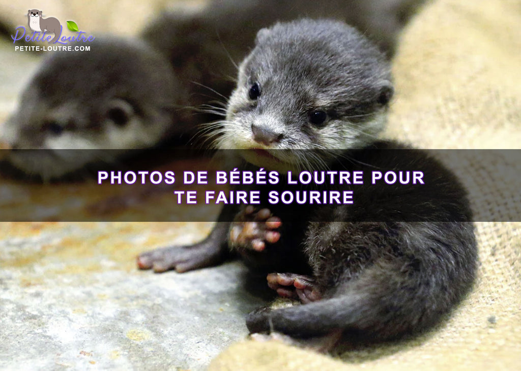 bébé loutre - Photo de Les Jardins Animaliers Biotropica, Val de