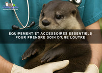 Équipement et accessoires essentiels pour prendre soin d'une loutre