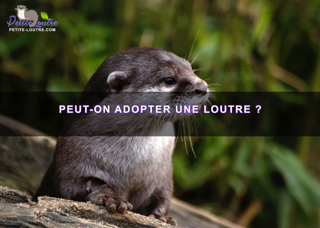 Peut-on adopter une loutre ?