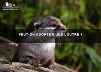 peut on adopter une loutre