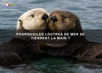 Pourquoi les loutres de mer se tiennent la main ?