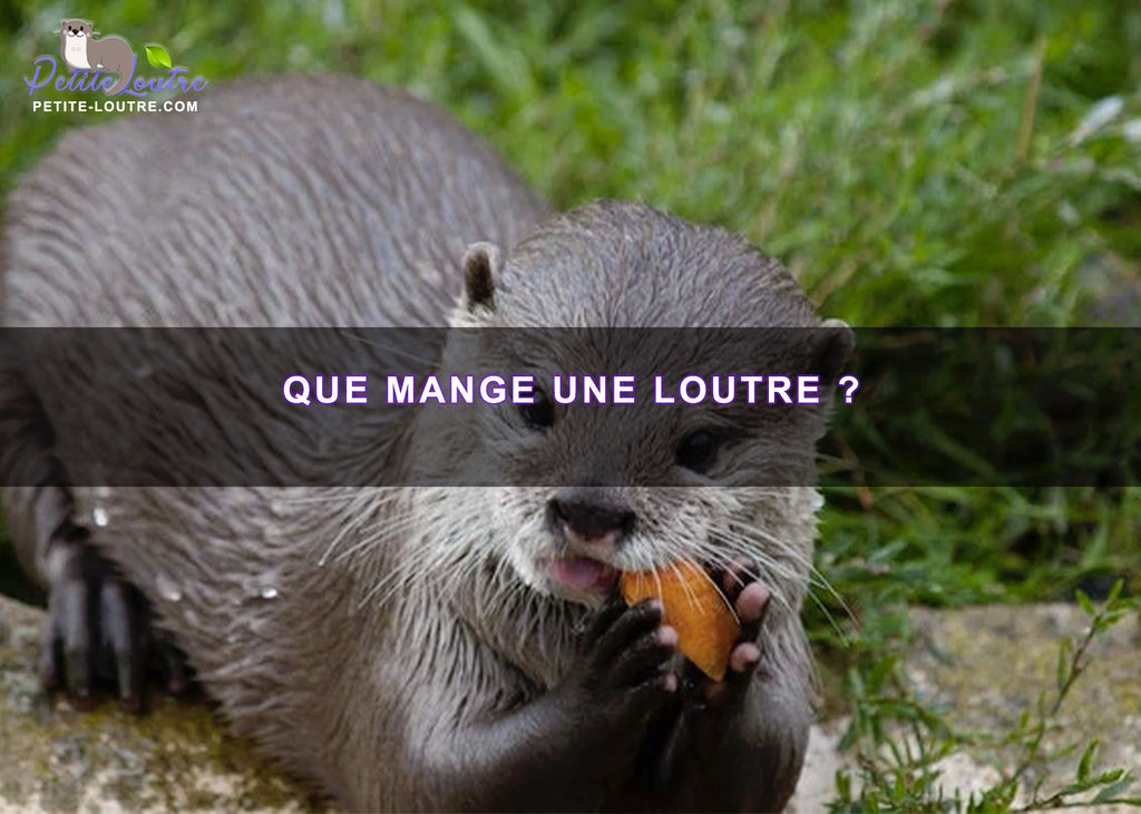 jeune loutre  Baby animals, Otters, Black and white kittens