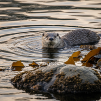 Réintroduction de la loutre : Les succès et échecs à anal... - https://petite-loutre.com/