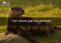 Tout savoir sur les loutrons