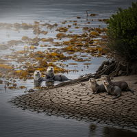 Vague de chaleur marine : l'océan a la fièvre, voici pour... - https://petite-loutre.com/